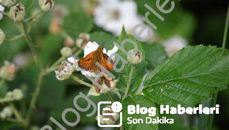 Dilin Nasıl Öğrenildiği Hakkında Gerçekler
