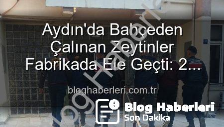 Aydın’da Bahçeden Çalınan Zeytinler Fabrikada Ele Geçti: 2 Gözaltı