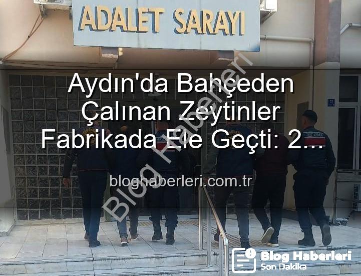 zeytin hırsızlığı - Aydın'da Bahçeden Çalınan Zeytinler Fabrikada Ele Geçti: 2 Gözaltı