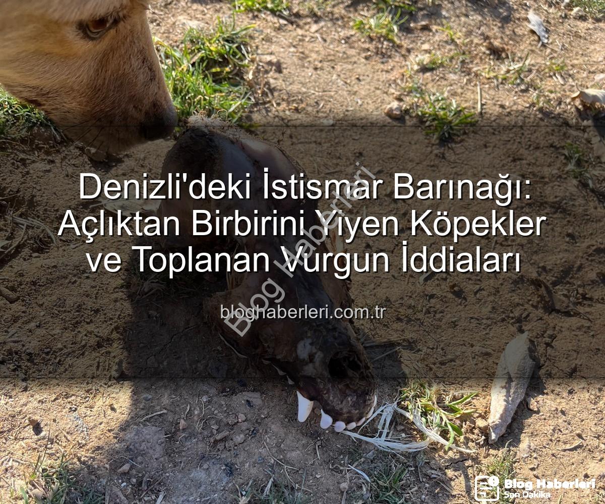 hayvan istismarı - Denizli'deki İstismar Barınağı: Açlıktan Birbirini Yiyen Köpekler ve Toplanan Vurgun İddiaları