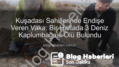 Kuşadası Sahillerinde Endişe Veren Vaka: Bir Haftada 3 Deniz Kaplumbağası Ölü Bulundu