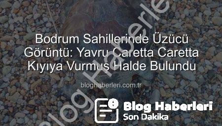 Bodrum Sahillerinde Üzücü Görüntü: Yavru Caretta Caretta Kıyıya Vurmuş Halde Bulundu