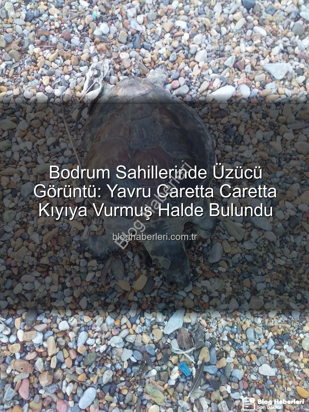 yavru caretta caretta - Bodrum Sahillerinde Üzücü Görüntü: Yavru Caretta Caretta Kıyıya Vurmuş Halde Bulundu