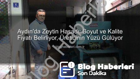 Aydın’da Zeytin Hasadı: Boyut ve Kalite Fiyatı Belirliyor, Üreticinin Yüzü Gülüyor