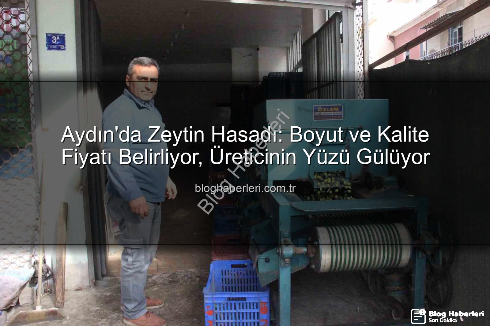 zeytin hasadı - Aydın'da Zeytin Hasadı: Boyut ve Kalite Fiyatı Belirliyor, Üreticinin Yüzü Gülüyor