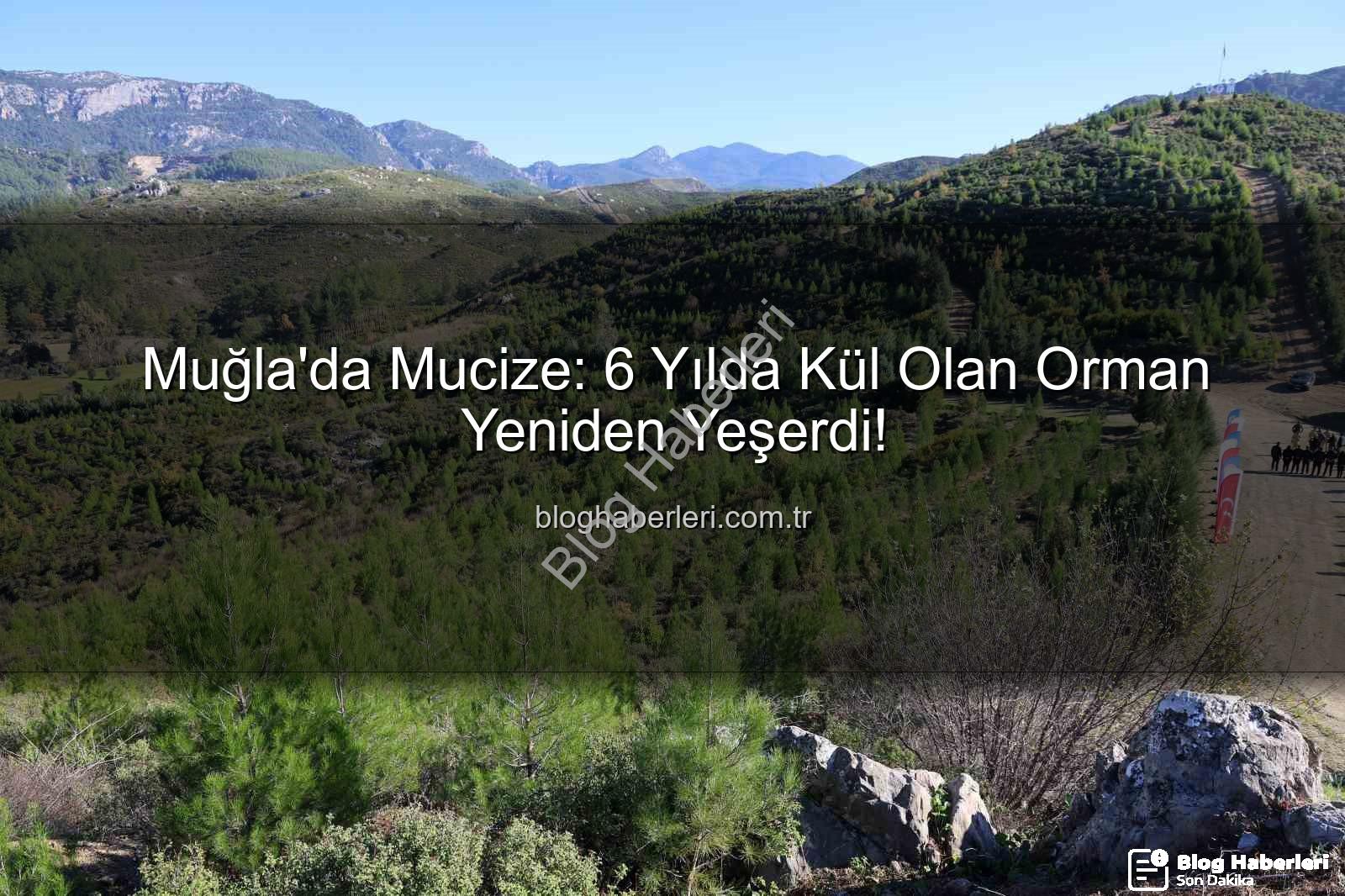 orman yeniden yeşerdi - Muğla'da Mucize: 6 Yılda Kül Olan Orman Yeniden Yeşerdi!