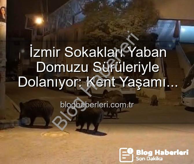 yaban domuzu - İzmir Sokakları Yaban Domuzu Sürüleriyle Dolanıyor: Kent Yaşamı Doğayla İç İçe